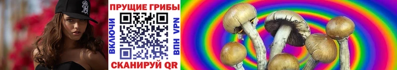 закладки  Лакинск  гидра зеркало  Псилоцибиновые грибы Psilocybe 